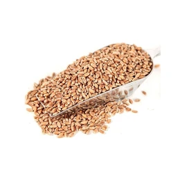Wheat Grains Organic