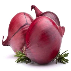 Top Grand New Fresh Farm Onion Price Supplier, Exporter