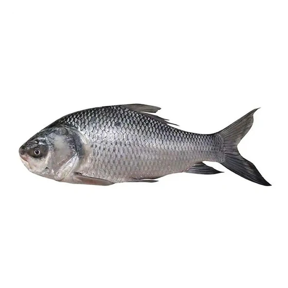 raw-catla-fish-2.webp
