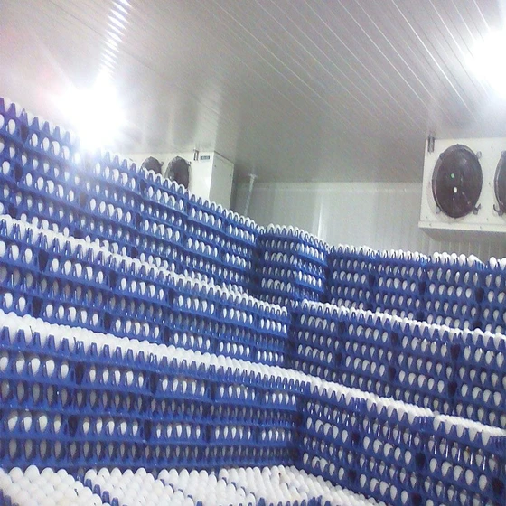 egg-cold-room-2.webp