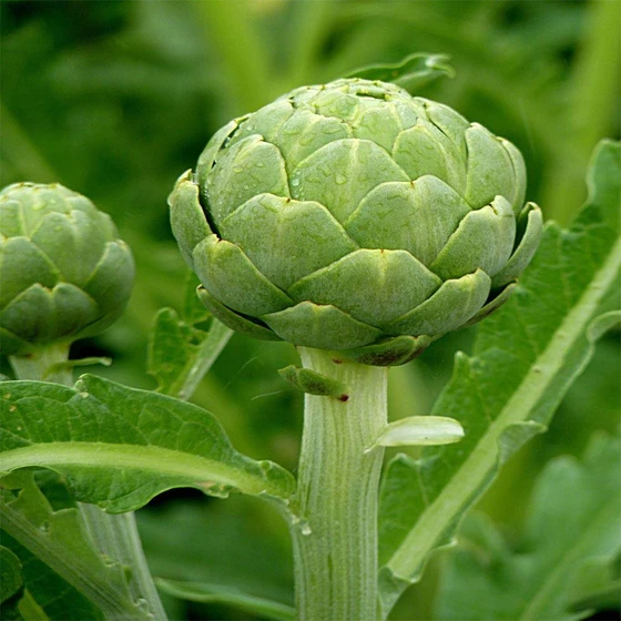 green-artichokes-1.webp