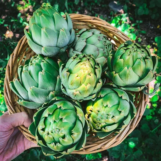 green-artichokes-2.webp