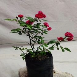 Rose Flower Plant