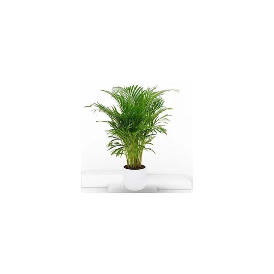 areca-palm-tree-2.webp