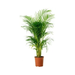 Areca Palm Tree