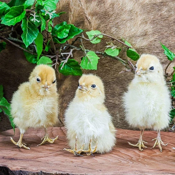 farm-yellow-chicks-2.webp