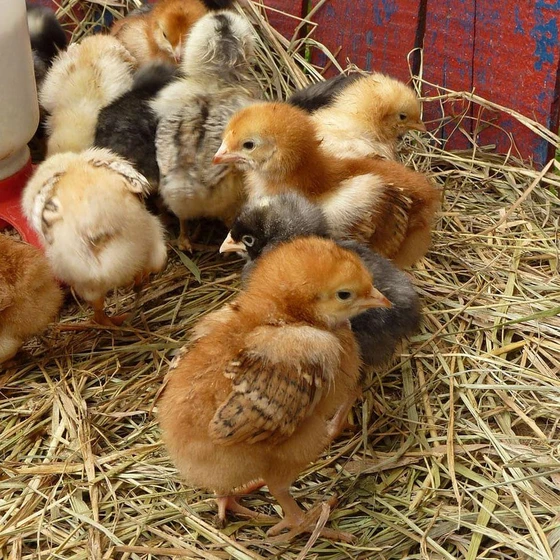farm-brown-chicks-2.webp