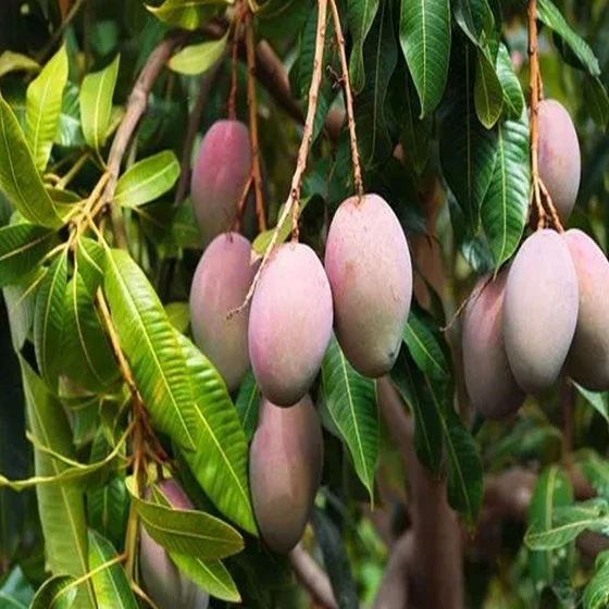 green-mango-plants-2.webp