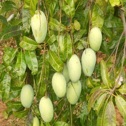 Green Mango Plants