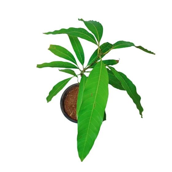 himsagar-mango-plant-1.webp
