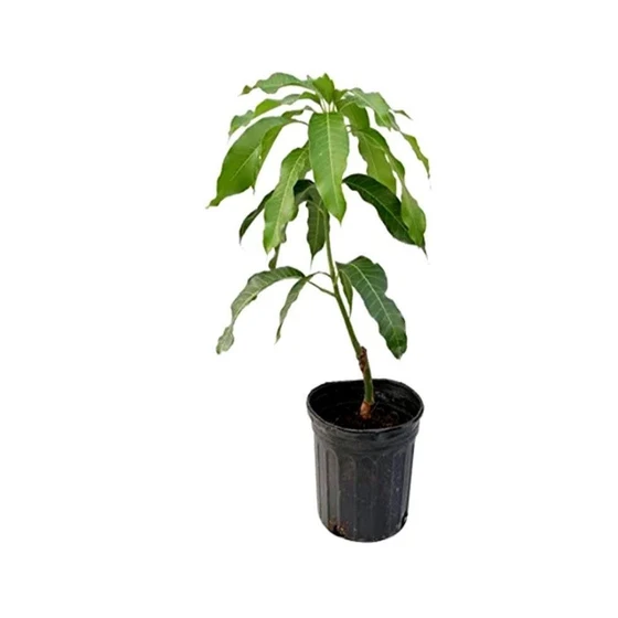 himsagar-mango-plant-2.webp