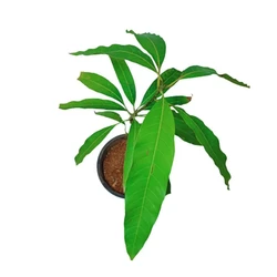 Himsagar Mango Plant