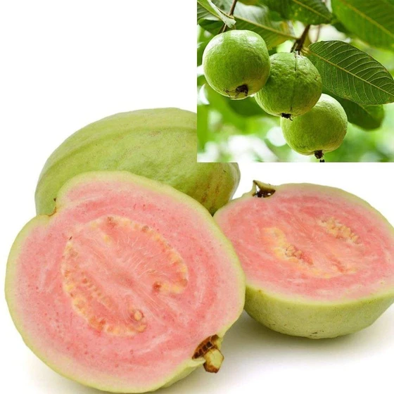 green-guava-plant-1.webp