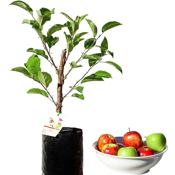 green-apple-plant-2.webp