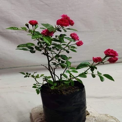 Rose Flower Plants