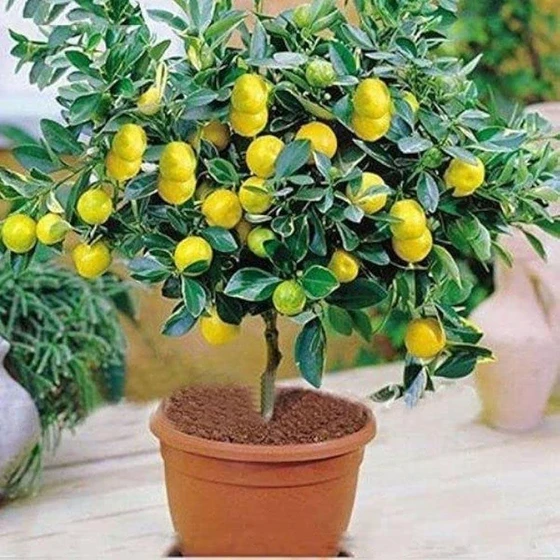 green-lemon-plant-2.webp