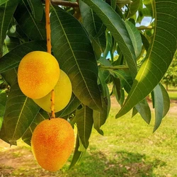 Alphonso Mango Plant