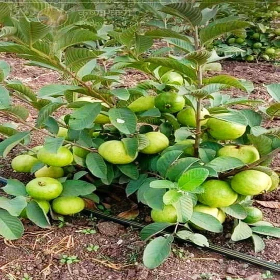 fruit-guava-plant-2.webp