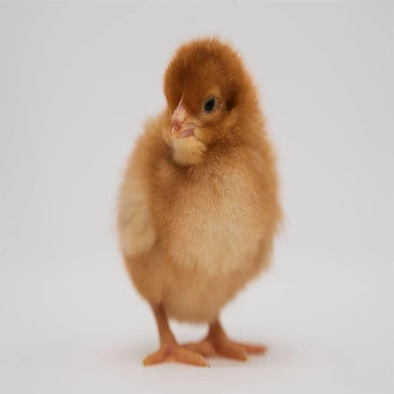 brown-poultry-chicks-2.webp