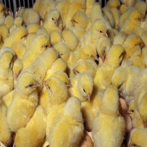 poultry-farm-chicks-1.webp