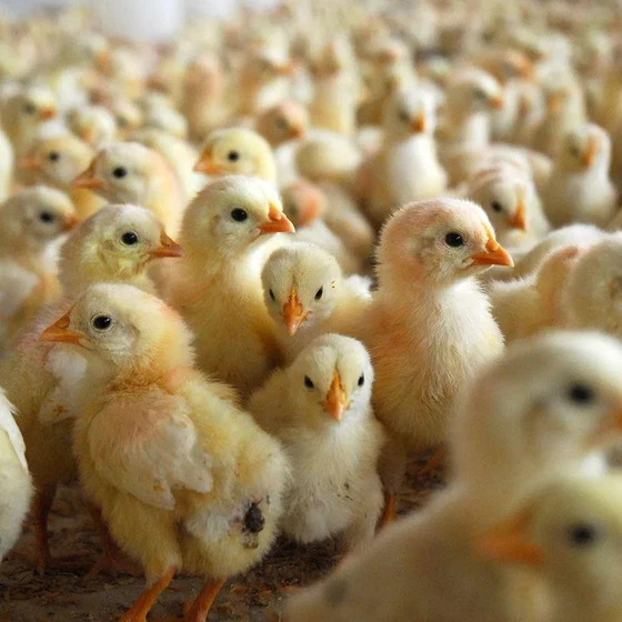 poultry-farm-chicks-2.webp
