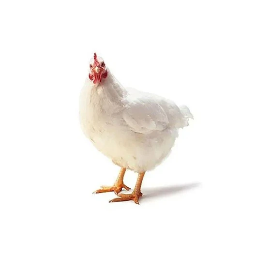 white-broiler-live-chicken-1.webp