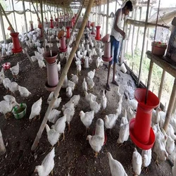 Poultry Farming