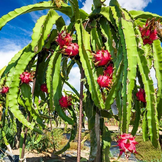 black-organic-dragon-fruit-2.webp
