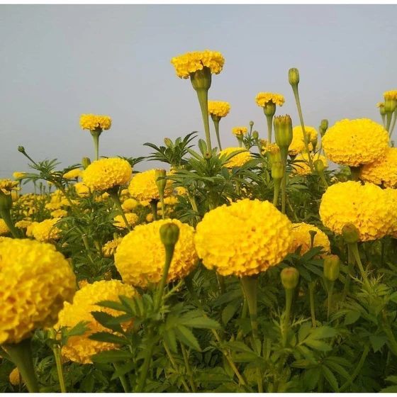 open-field-tokyo-f1-marigold-seeds-1.webp