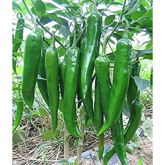 organic-spicy-chilli-seeds-2.webp