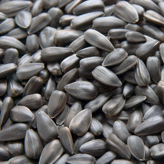 black-sunflower-seed-1.webp