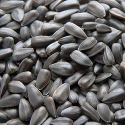 Black Sunflower Seed