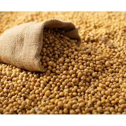 Light Brown Soybean Seed