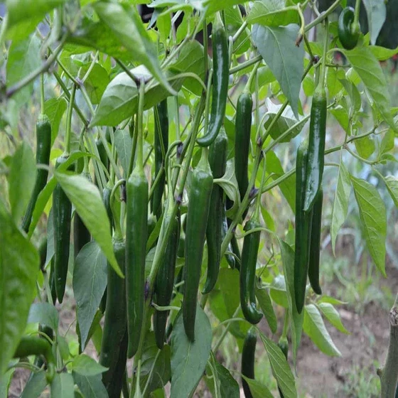 green-chilli-kitchen-garden-1.webp