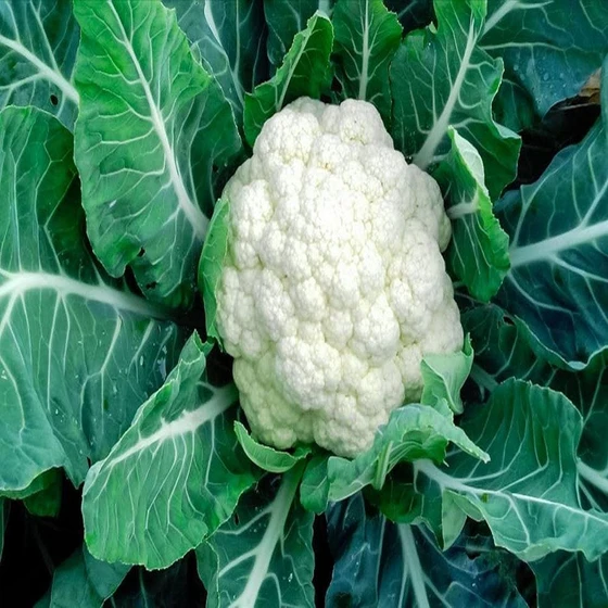 cauliflower-kitchen-garden-1.webp