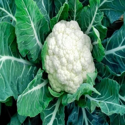 Cauliflower kitchen garden