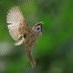 Lightweight Premium Quality Fruits Care Agro Anti Bird Net