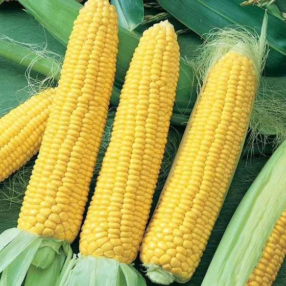 hybrid-sweet-corn-2.webp