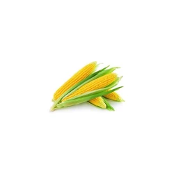 Hybrid Sweet Corn