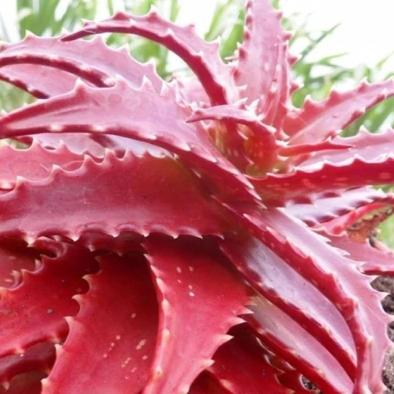 red-aloe-vera-2.webp