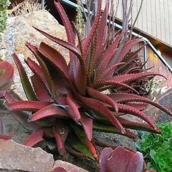 Red Aloe Vera