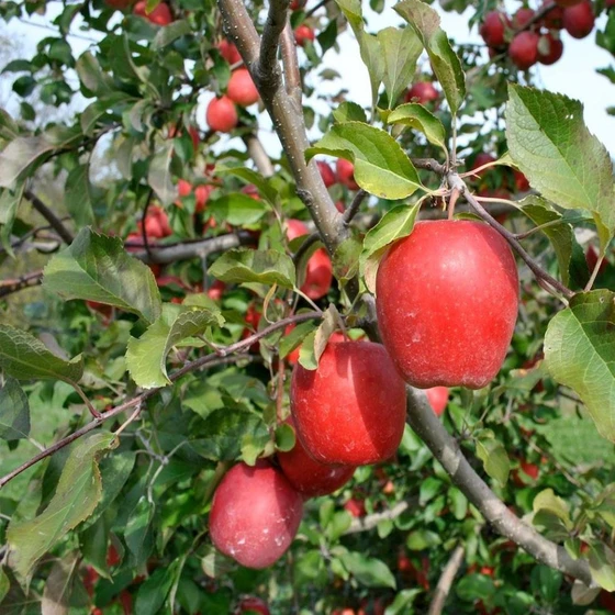 apple-fruit-plants-2.webp