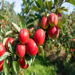 Apple Fruit Plants