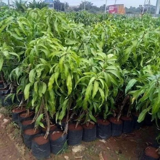 organic-mango-plant-2.webp