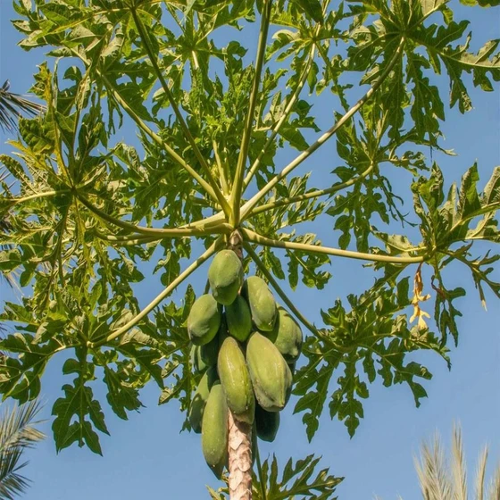 common-papaya-plant-1.webp