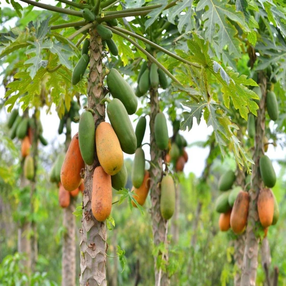 common-papaya-plant-2.webp
