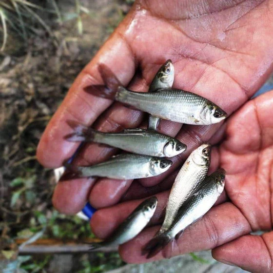 rohu-fish-seeds-2.webp