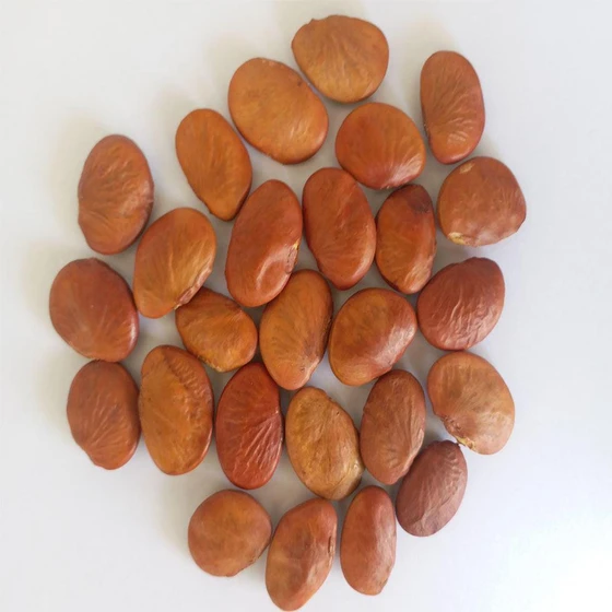 pongamia-pinnata-seeds-2.webp