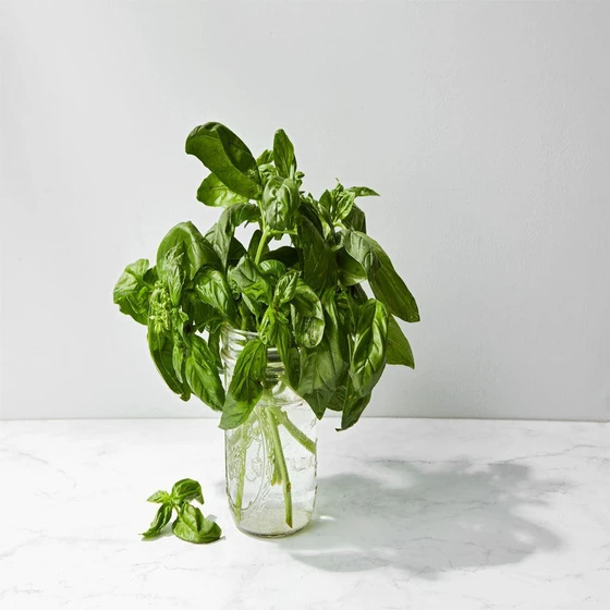 refined-basil-oil-2.webp