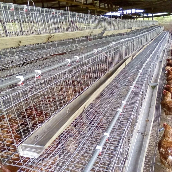 electro-poultry-cages-1.webp